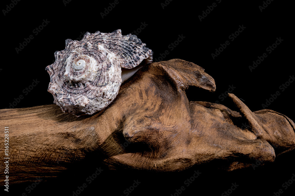 Angaria delphinus shell on driftwood Angaria delphinus shell on driftwood