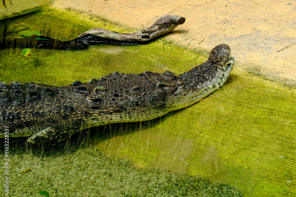 Alligator lies waiting in a Pond for the next victim. Alligator lies waiting in a Pond for the next victim.