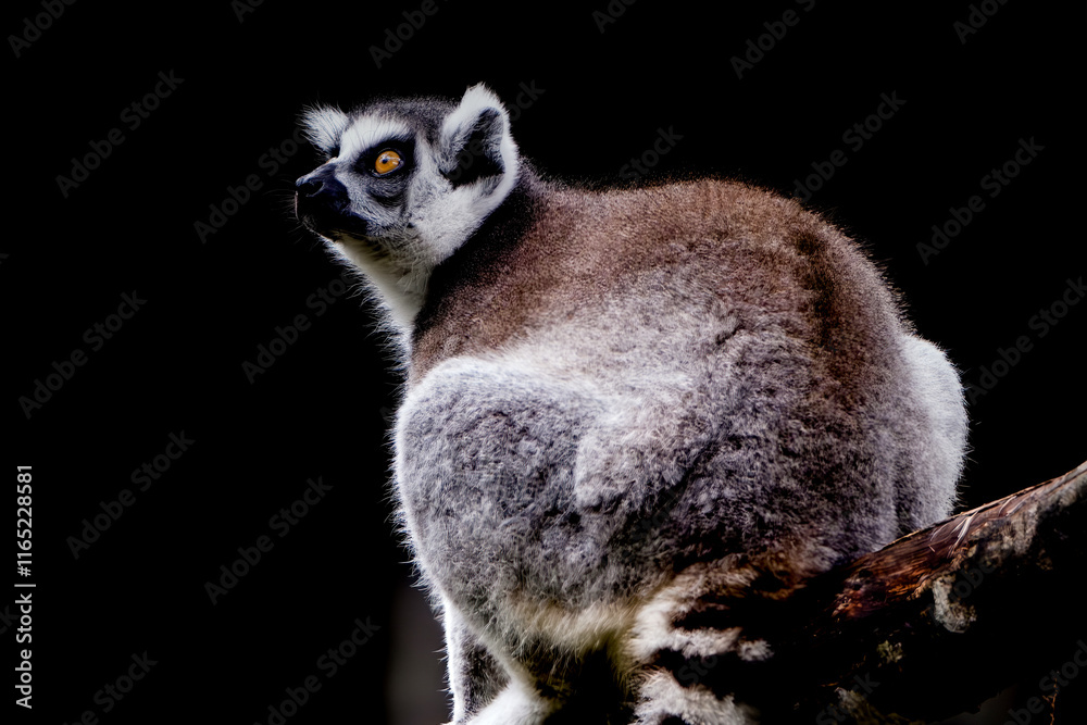 Naklejka premium Close-up Portrait of Ring-tailed Lemur Madagascar animal