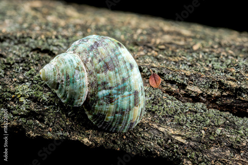 Horned Turbo cornutus Snail on Driftwood photo