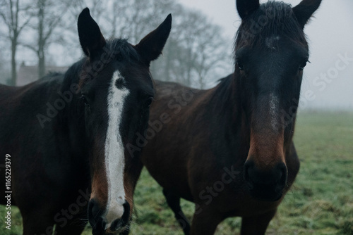 wild horses in winter landscape