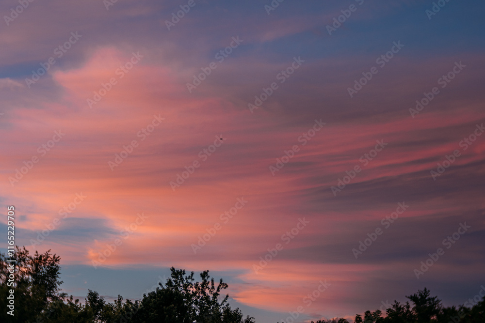 Pink Wispy Sunset Clouds with Silhouette trees Pink Wispy Sunset Clouds with Silhouette trees