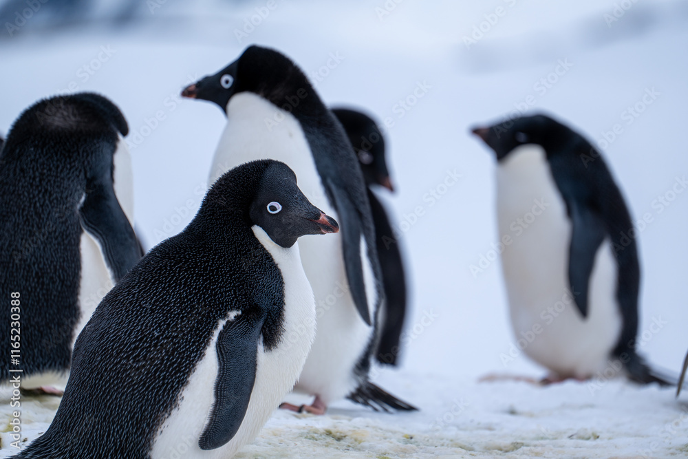 Obraz premium Group of adelie penguins (Pygoscelis adeliae) in Antarctica Bert