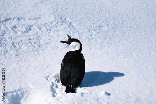 Antarctic shag (Leucocarbo bransfieldensis). Antarctica. Seabird photo