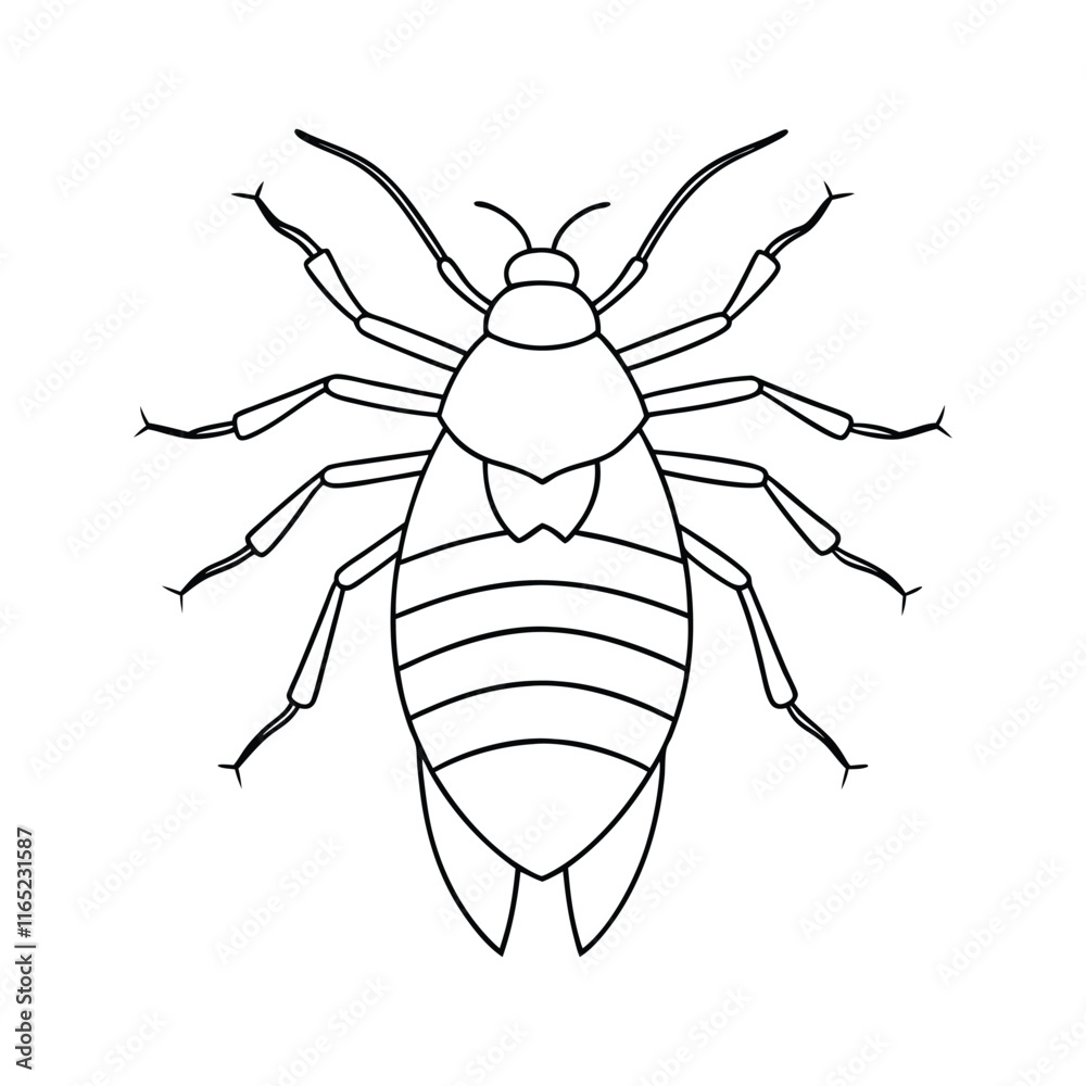 Booklouse (Psocoptera) insect design, labeled line art vector illustration. Booklouse (Psocoptera) insect design, labeled line art vector illustration.