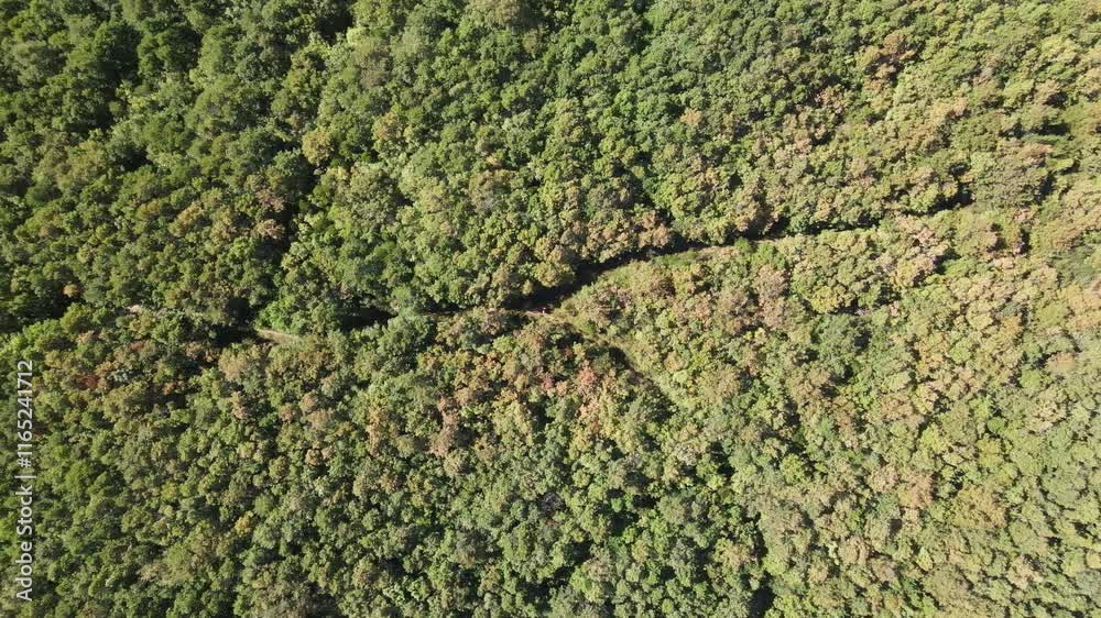 Overhead drone forest Overhead drone forest