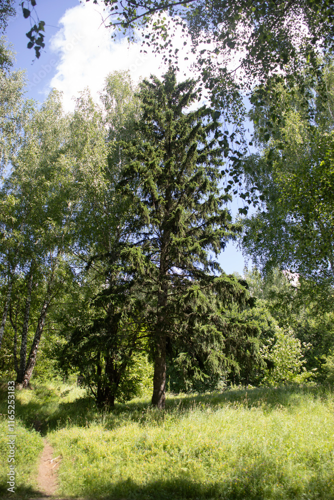 Coniferous forest in summer. Detail of the middle natural area. Deep in the thicket. Coniferous forest in summer. Detail of the middle natural area. Deep in the thicket.
