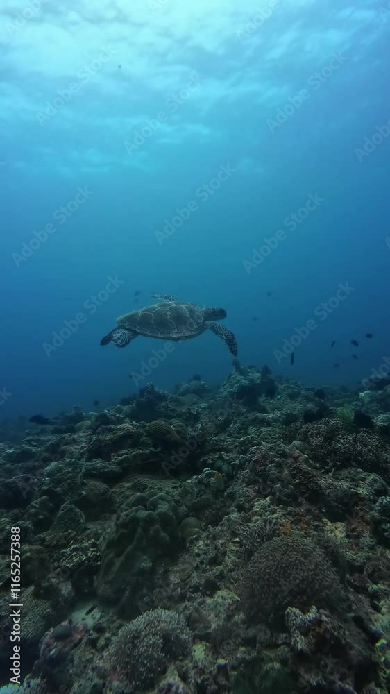 A Green sea turtle swimming underwater