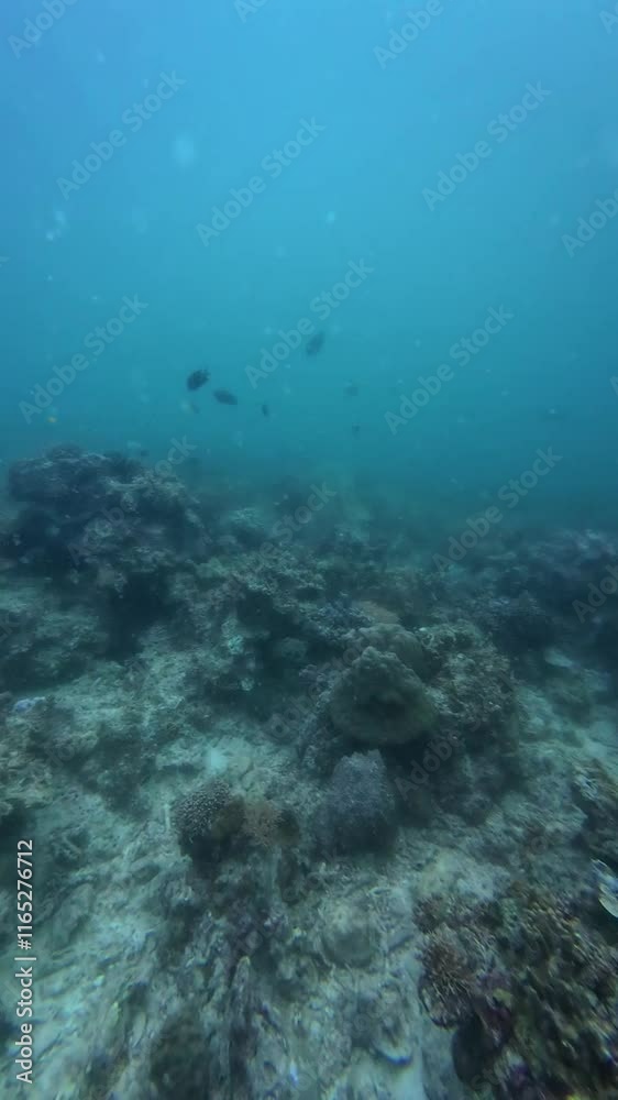 Underwater sea ocean water with beautiful diverse corals and fishes swimming Underwater sea ocean water with beautiful diverse corals and fishes swimming