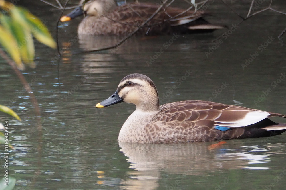 Obraz premium 池を泳ぐ鴨