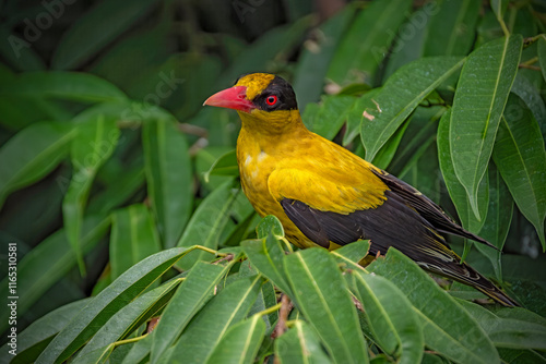 Black-naped Oriole or ( burung Kepondang ). photo