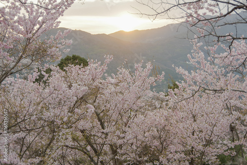 山桜と日没 photo