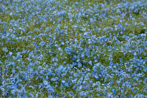 広がる青いネモフィラの花畑