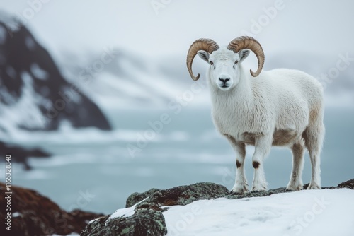 sheep in the mountains