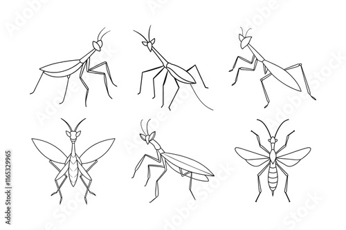 Chinese Mantis (Tenodera aridifolia) insect design, labeled line art vector illustration.