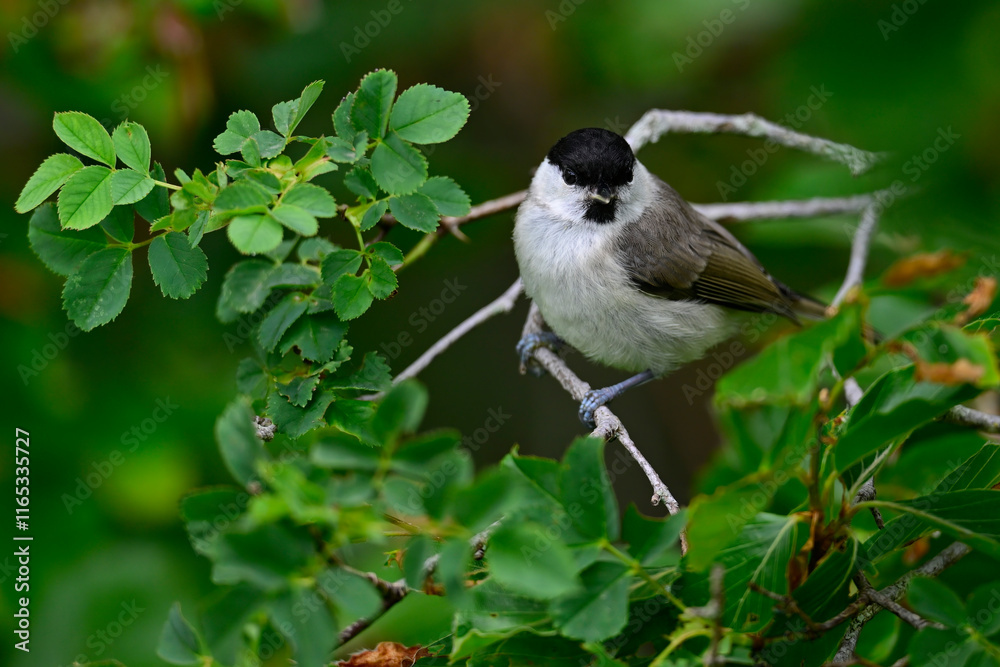 Fototapeta premium Sumpfmeise, Nonnenmeise // Marsh tit (Poecile palustris)