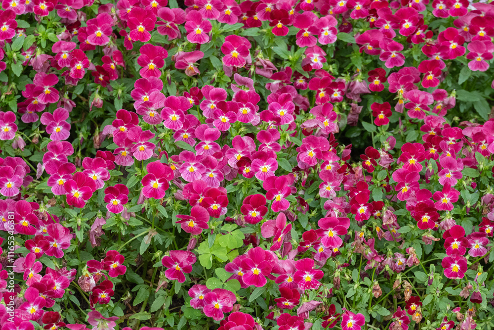 Naklejka premium 鮮やかなピンク色のビオラが咲き誇る庭の風景