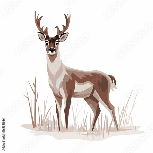 .Full  body of deer