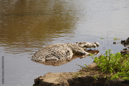 nile crocodile laying in the water of the ngorongoro crater in tanzania