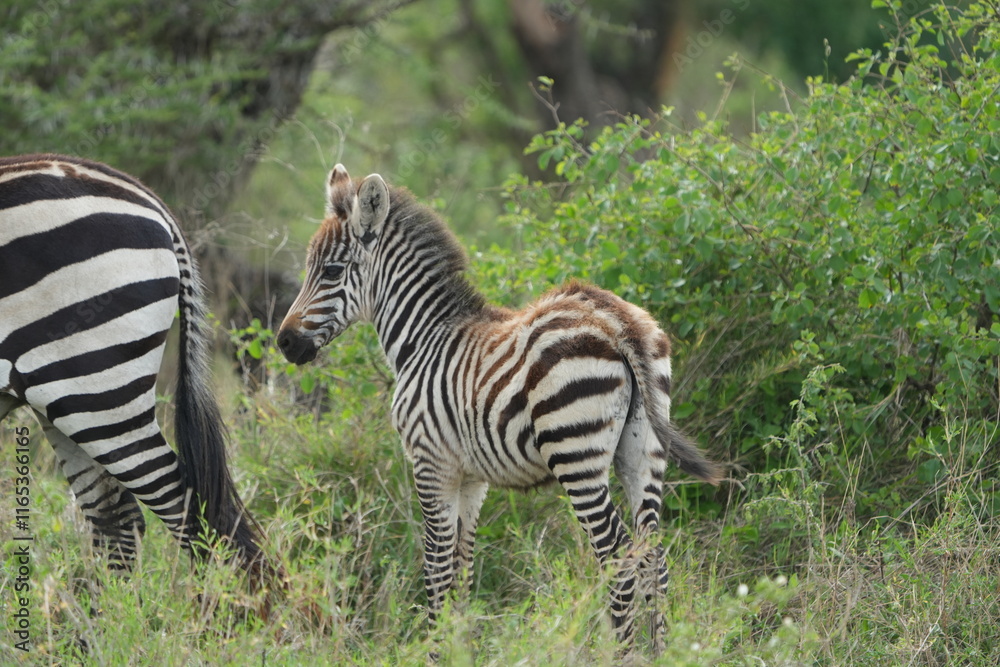 Naklejka premium portrait of a baby zebra with its mom in the serengeti national park tanzania