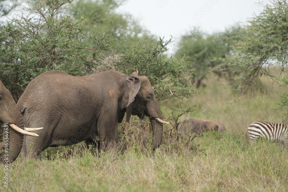 Fototapeta premium portrait of two african elephants walking through the serengeti national park in tanzania