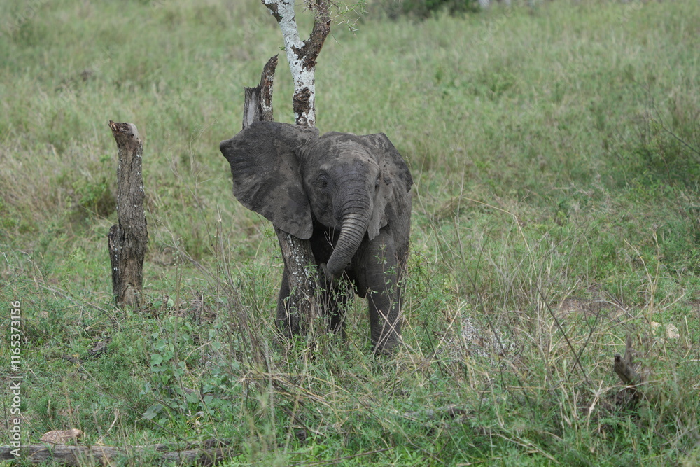 Obraz premium baby african elephant cuddling a tree in the serengeti national park tanzania