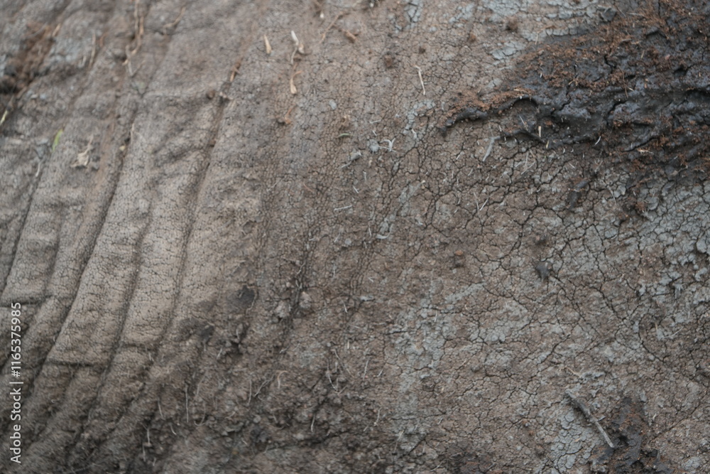 Naklejka premium close up of the skin of an african elephant, detailed, texture