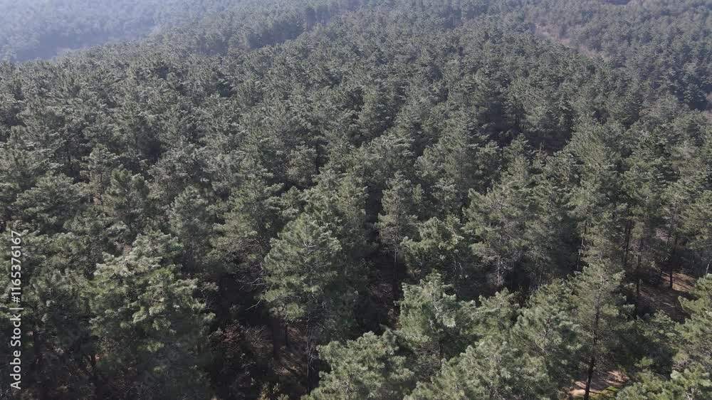 Forest Stable Climate Forest Stable Climate