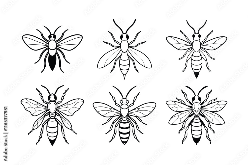Fototapeta premium Tarantula Hawk (Pepsis) insect design, labeled line art vector illustration.