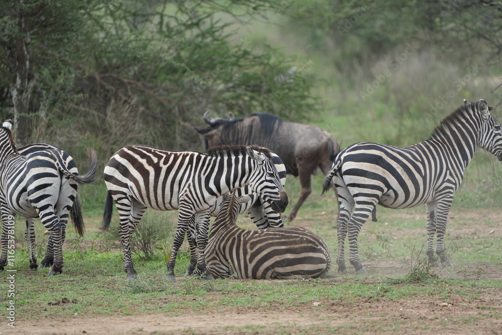 Fototapeta premium herd of zebras standing around and grazing in the serengeti national park tanzania
