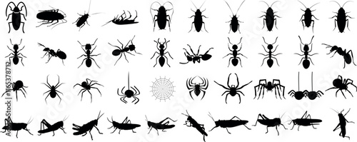 Insect silhouette set spider, ant, beetle, grasshopper, locust vector, detailed bug shapes, vector icon collection