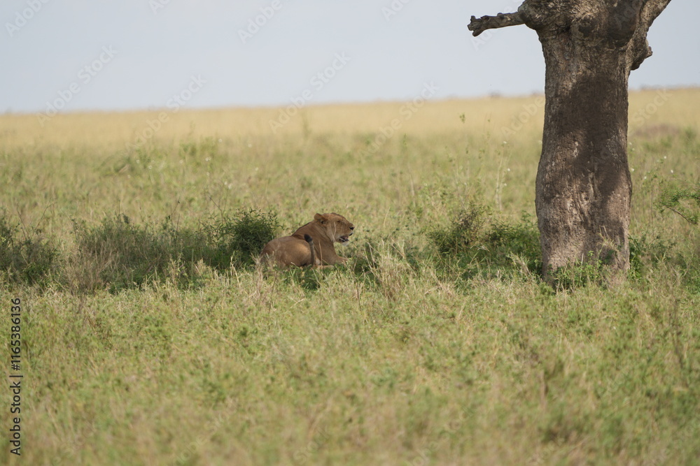 Fototapeta premium female lion, lioness, laying in the shade of a tree in the serengeti national park tanzania, wallpaper background
