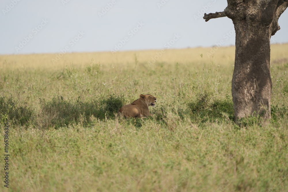 Fototapeta premium female lion, lioness, laying in the shade of a tree in the serengeti national park tanzania, wallpaper background