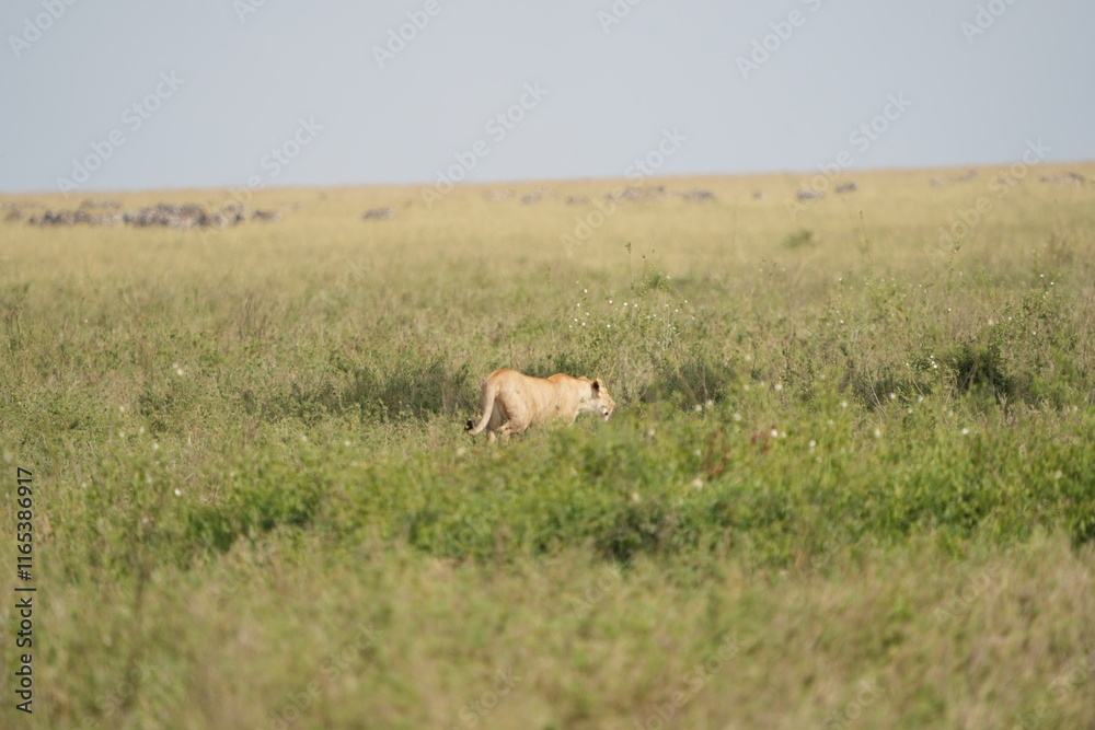 Fototapeta premium lioness prowling over the plains of the serengeti national park tanzania, lioness walking through high grass