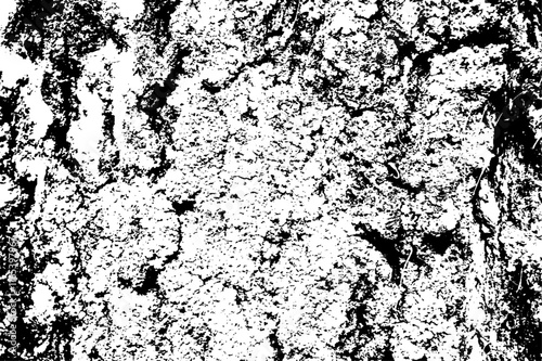 Texture of tree bark with fungus
