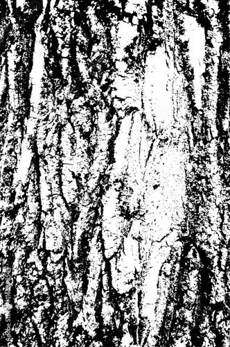 Texture of tree bark with fungus