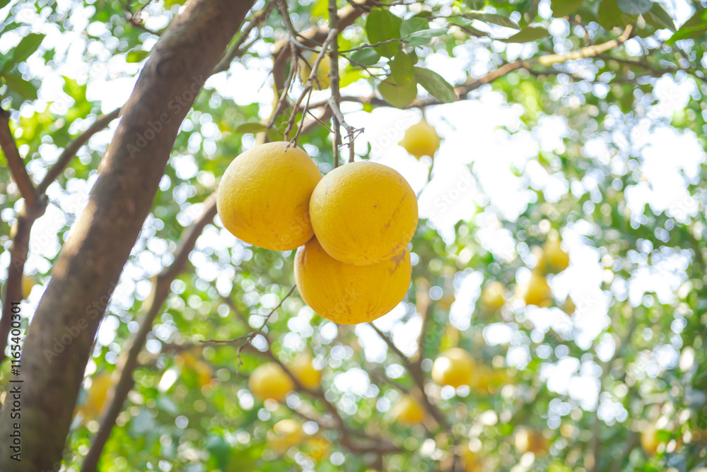 Close-up vibrant yellow grapefruit tree load of ripe pomelos under clear blue sky ready to harvest in Hanoi, hanging Dien citrus heirloom grapefruit fruits branch at homegrown backyard garden Close-up vibrant yellow grapefruit tree load of ripe pomelos under clear blue sky ready to harvest in Hanoi, hanging Dien citrus heirloom grapefruit fruits branch at homegrown backyard garden