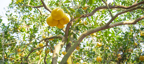Fototapeta Naklejka Na Ścianę i Meble -  Large branch of mature grapefruit tree load of ripe pomelos under clear blue sky ready to harvest in Hanoi, hanging Dien citrus heirloom grapefruit fruits branch at homegrown backyard garden