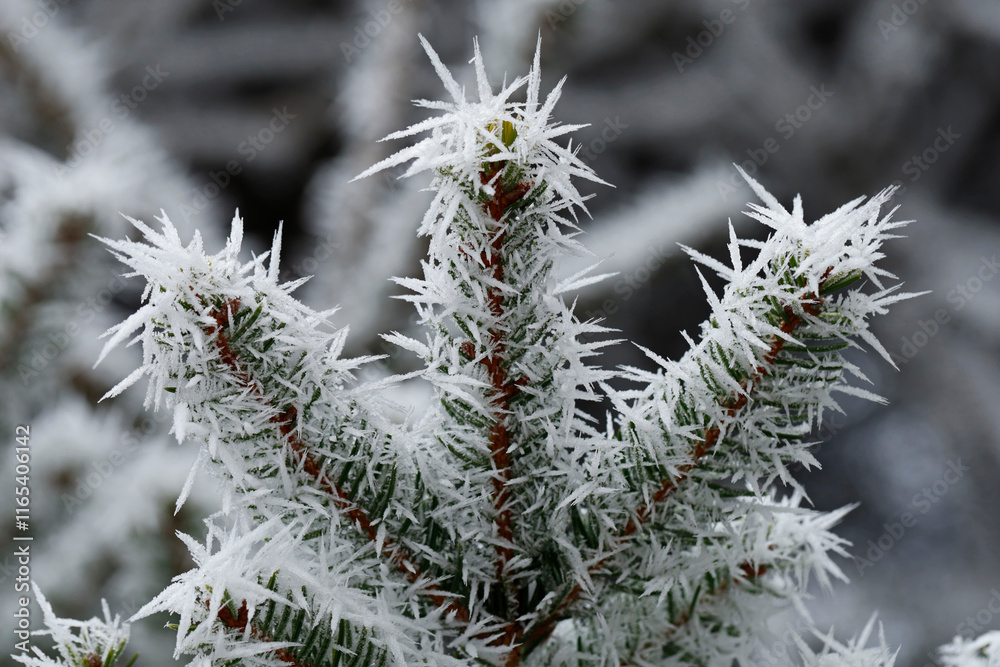 Frozen fir branch with ice crystals, tree covered with frozen fog on a cold winter day Frozen fir branch with ice crystals, tree covered with frozen fog on a cold winter day