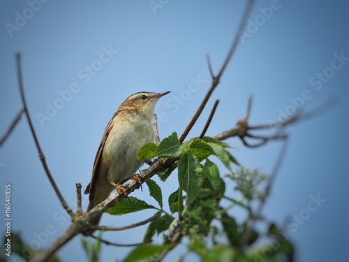 Sedge Warbler (Acrocephalus schoenobaenus) blue background