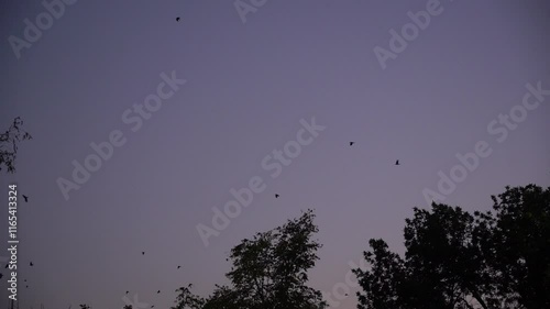 Birds flying in the evening sky