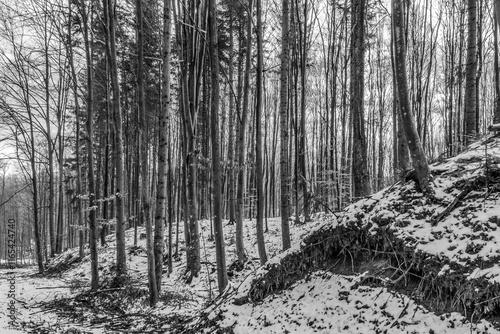 Fototapeta Naklejka Na Ścianę i Meble -  Landscapes - Forest - Europe, Romania, Suceava region  