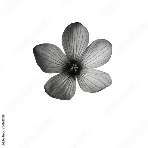 Blue-Eyed Grass wild flower in black and white color on transparent background photo