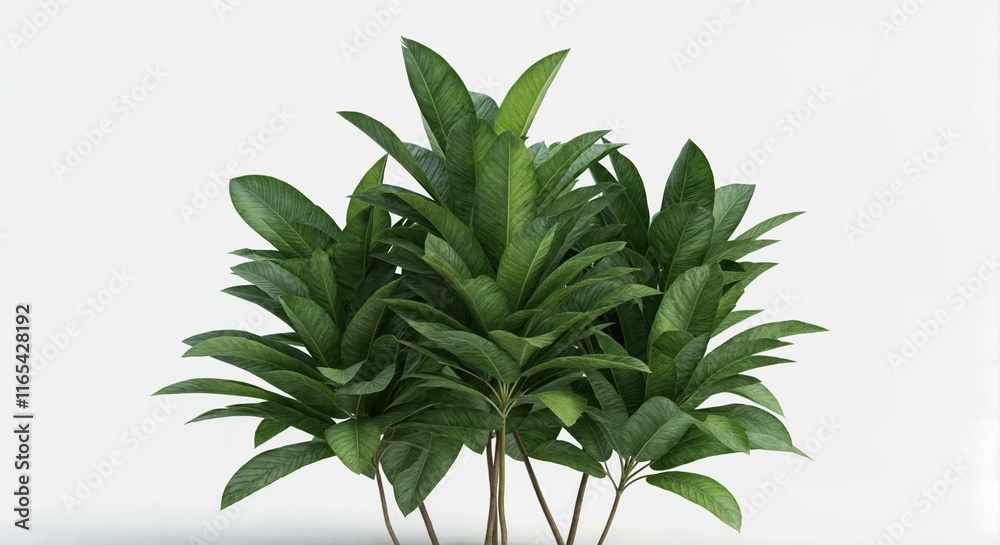 plant isolated on white background plant isolated on white background