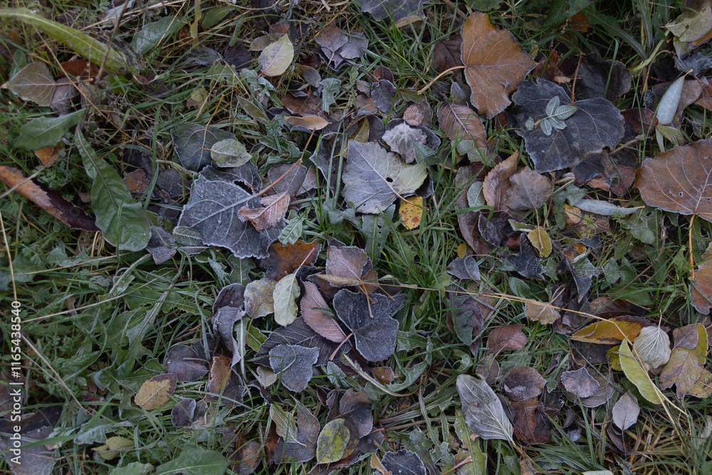 Frost-covered leaves on the grass, many different types and sizes of leaves lying in a patchy green lawn Frost-covered leaves on the grass, many different types and sizes of leaves lying in a patchy green lawn