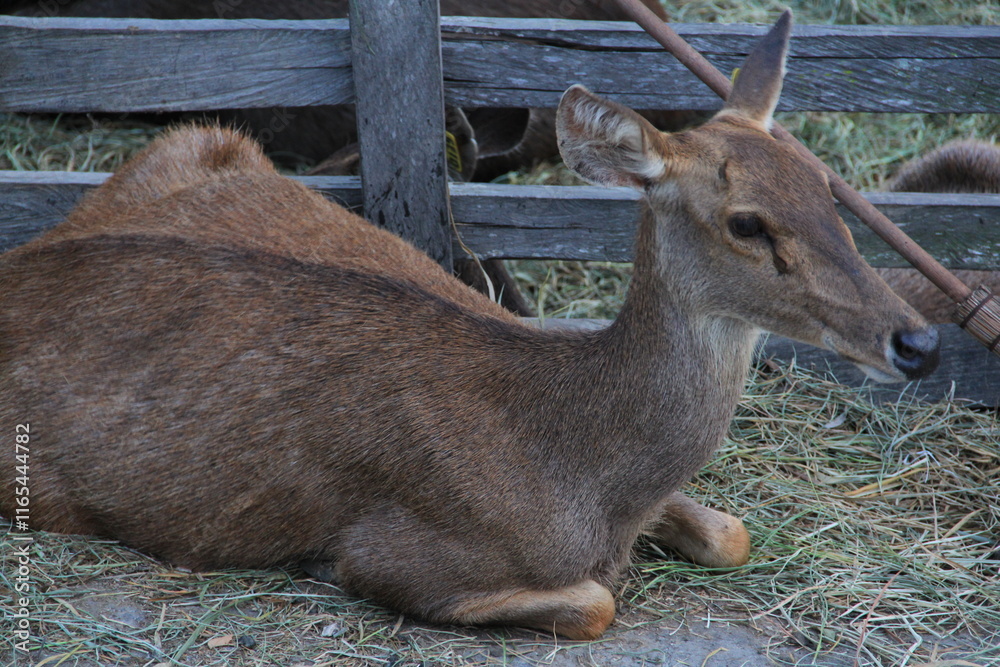 Fototapeta premium Deer are eating in the deer enclosure