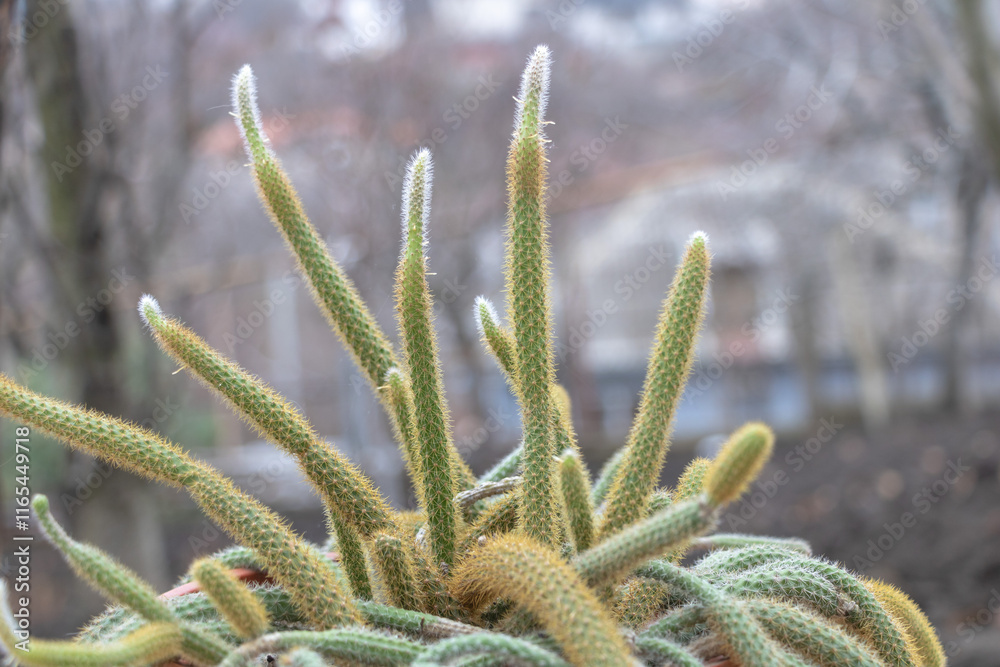 Close-up of a Aporocactus flagelliformis cactus with long spines in the garden, blurred background