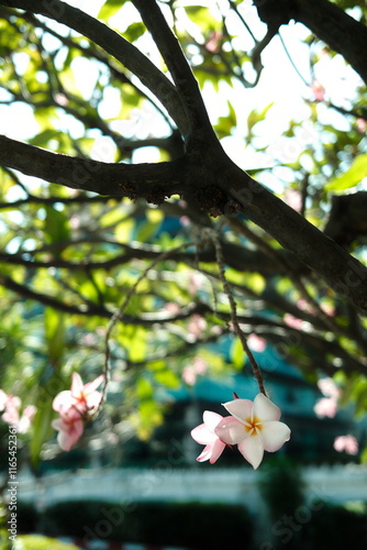 Pink frangipani rare breed in winter, Thailand.