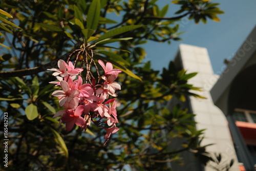 Pink frangipani rare breed in winter, Thailand.