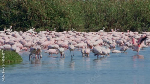 Lesser Flamingo (Phoeniconaias minor) in a bird Sanctuary, Walvis Bay Namibia